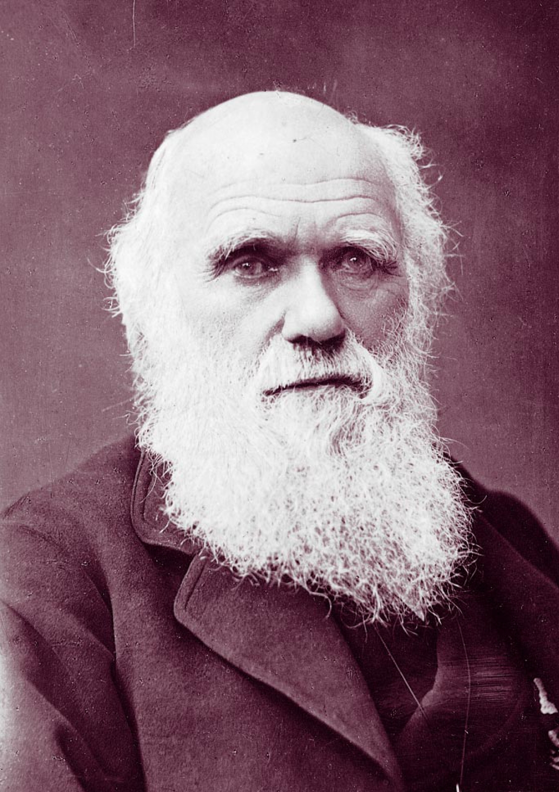 Charles Darwin Approves Blank Meme Template
