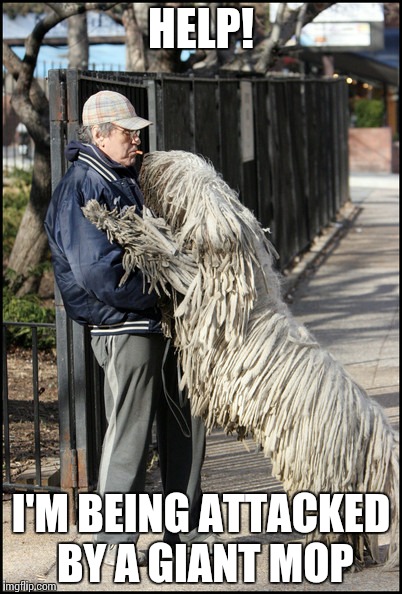 Mop dog | HELP! I'M BEING ATTACKED BY A GIANT MOP | image tagged in dogs | made w/ Imgflip meme maker