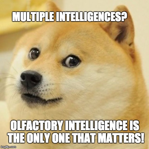 Doge Meme | MULTIPLE INTELLIGENCES? OLFACTORY INTELLIGENCE IS THE ONLY ONE THAT MATTERS! | image tagged in memes,doge | made w/ Imgflip meme maker