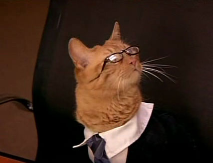 lawyer cat meme