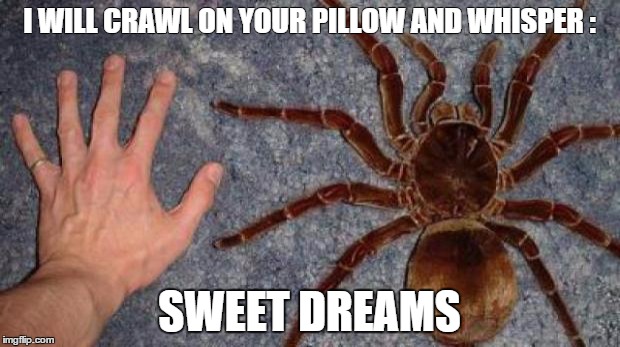 BIG spiders | I WILL CRAWL ON YOUR PILLOW AND WHISPER: SWEET DREAMS | image tagged in big spiders | made w/ Imgflip meme maker