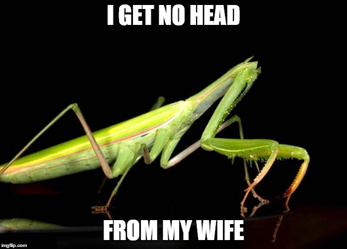 I GET NO HEAD FROM MY WIFE | image tagged in headless mantis | made w/ Imgflip meme maker