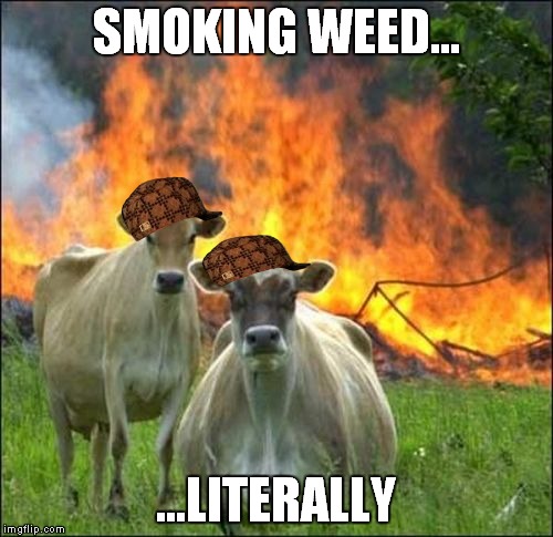 Literally | SMOKING WEED... ...LITERALLY | image tagged in memes,evil cows,scumbag | made w/ Imgflip meme maker