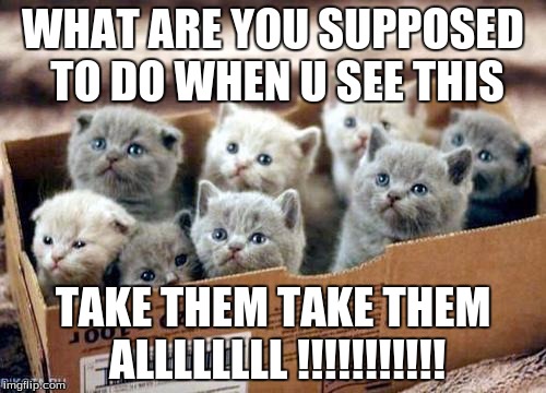 box of cats | WHAT ARE YOU SUPPOSED TO DO WHEN U SEE THIS TAKE THEM TAKE THEM ALLLLLLLL !!!!!!!!!!! | image tagged in box of cats | made w/ Imgflip meme maker