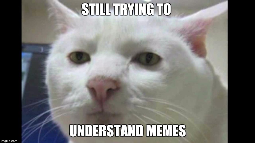 STILL TRYING TO UNDERSTAND MEMES | image tagged in l | made w/ Imgflip meme maker