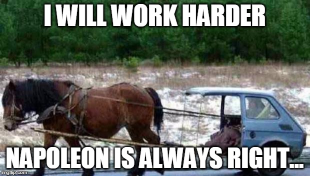 horse | I WILL WORK HARDER NAPOLEON IS ALWAYS RIGHT... | image tagged in horse | made w/ Imgflip meme maker