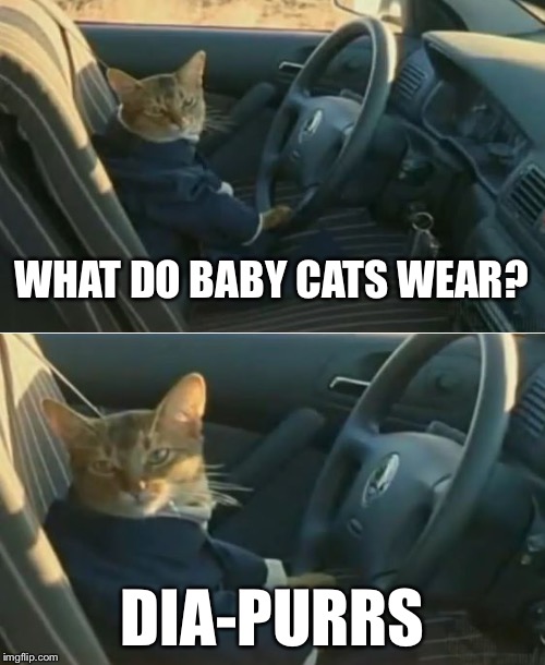 Boat Cat in Car | WHAT DO BABY CATS WEAR? DIA-PURRS | image tagged in boat cat in car,memes,i should buy a boat cat | made w/ Imgflip meme maker