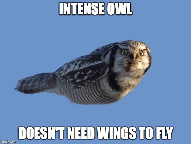 INTENSE OWL DOESN'T NEED WINGS TO FLY | image tagged in intense owl | made w/ Imgflip meme maker