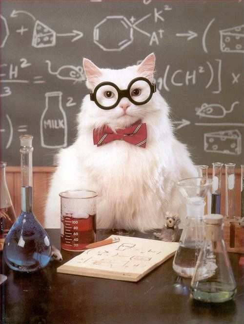 Chemistry cat Blank Meme Template