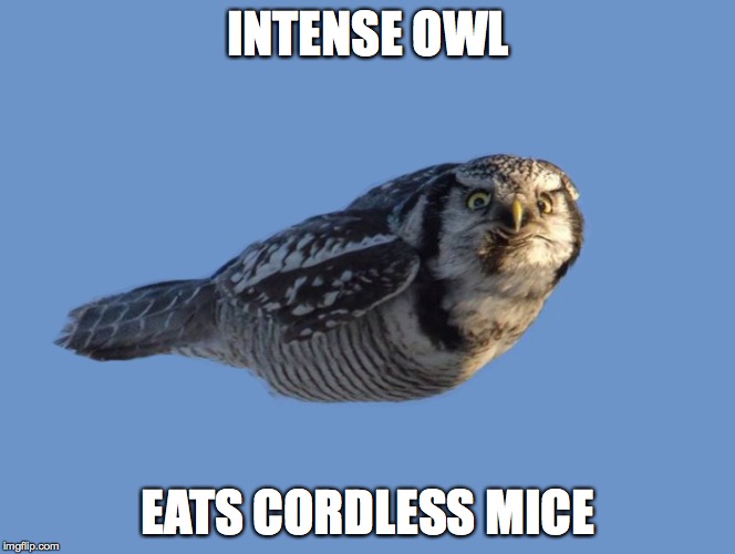 Intense Owl | INTENSE OWL EATS CORDLESS MICE | image tagged in intense owl | made w/ Imgflip meme maker