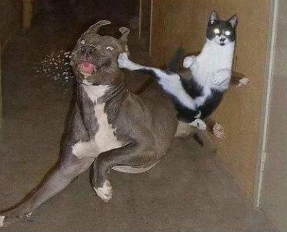 cat kicking dog meme