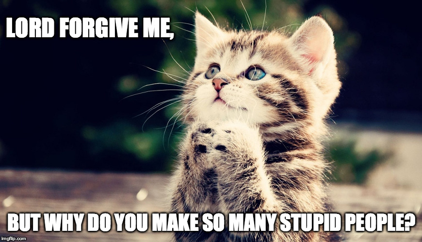 Kitty's Prayer | LORD FORGIVE ME, BUT WHY DO YOU MAKE SO MANY STUPID PEOPLE? | image tagged in kitten,cute kittens,prayer,stupid people | made w/ Imgflip meme maker