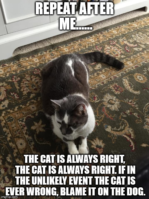 REPEAT AFTER ME...... THE CAT IS ALWAYS RIGHT, THE CAT IS ALWAYS RIGHT. IF IN THE UNLIKELY EVENT THE CAT IS EVER WRONG, BLAME IT ON THE DOG. | image tagged in cats | made w/ Imgflip meme maker