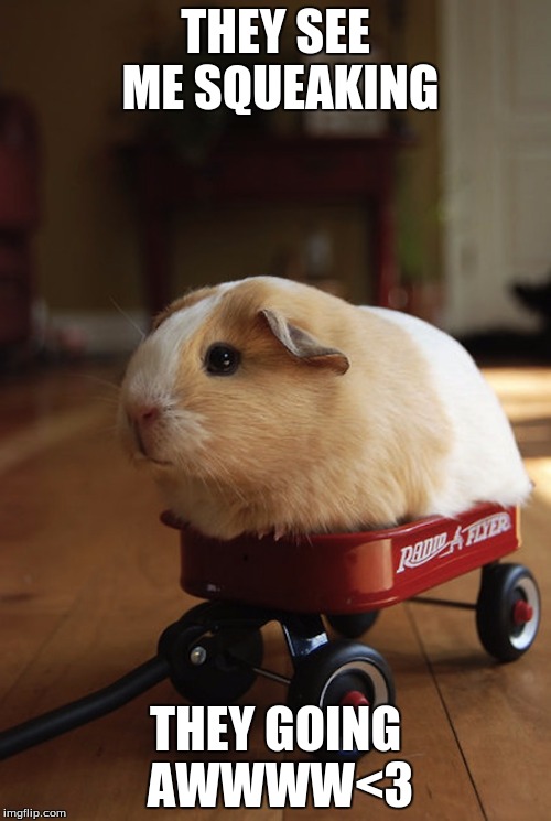 Hamster Wagon They See Me Roein' | THEY SEE ME SQUEAKING THEY GOING AWWWW<3 | image tagged in hamster wagon they see me roein' | made w/ Imgflip meme maker