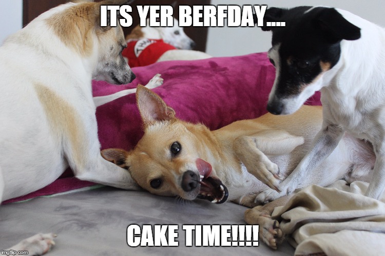 mmmmm food dog | ITS YER BERFDAY.... CAKE TIME!!!! | image tagged in dogs | made w/ Imgflip meme maker