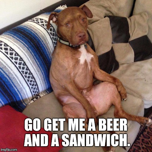 GO GET ME A BEER AND A SANDWICH. | image tagged in funny dogs | made w/ Imgflip meme maker