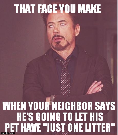 Face You Make Robert Downey Jr Meme | THAT FACE YOU MAKE WHEN YOUR NEIGHBOR SAYS HE'S GOING TO LET HIS PET HAVE "JUST ONE LITTER" | image tagged in memes,face you make robert downey jr | made w/ Imgflip meme maker