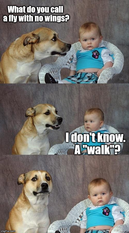 A fun toy for cats ... | What do you call a fly with no wings? I don't know.  A "walk"? | image tagged in memes,dad joke dog,meme | made w/ Imgflip meme maker