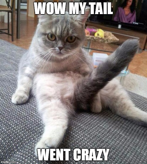 Sexy Cat Meme | WOW MY TAIL WENT CRAZY | image tagged in memes,sexy cat | made w/ Imgflip meme maker