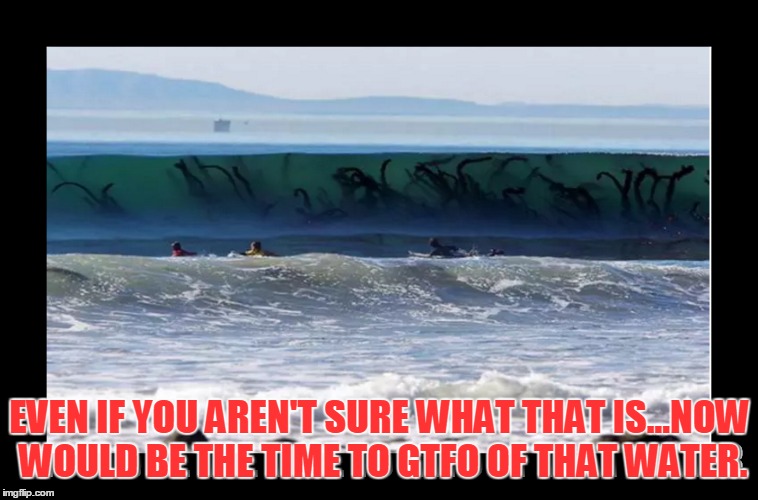 Swim faster!! | EVEN IF YOU AREN'T SURE WHAT THAT IS...NOW WOULD BE THE TIME TO GTFO OF THAT WATER. | image tagged in water,scary,seamonster,dory,nemo,swim | made w/ Imgflip meme maker