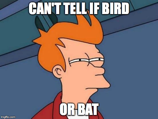Me At Night | CAN'T TELL IF BIRD OR BAT | image tagged in memes,futurama fry | made w/ Imgflip meme maker