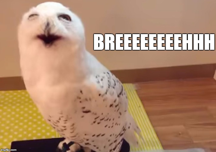 High Owl | BREEEEEEEEHHH | image tagged in breeeeehhh,bruh,bruhh,high af,owls,owl | made w/ Imgflip meme maker