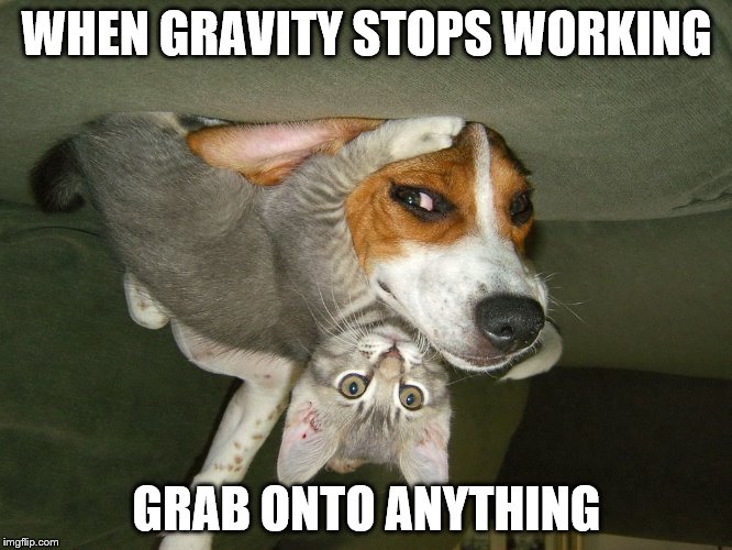 Gravity | WHEN GRAVITY STOPS WORKING GRAB ONTO ANYTHING | image tagged in pets | made w/ Imgflip meme maker
