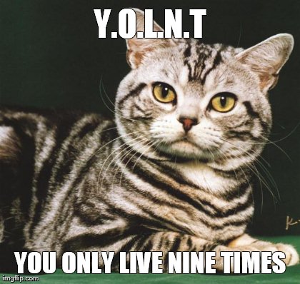image tagged in cats | made w/ Imgflip meme maker