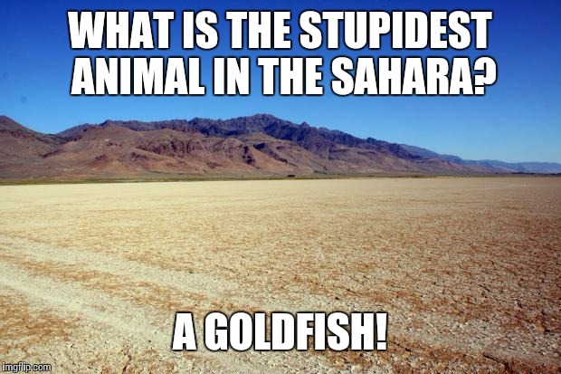 Desert animal... Say What??? | WHAT IS THE STUPIDEST ANIMAL IN THE SAHARA? A GOLDFISH! | image tagged in desert large dry,animals,goldfish,sahara | made w/ Imgflip meme maker