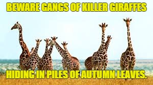 Killer Giraffes | BEWARE GANGS OF KILLER GIRAFFES HIDING IN PILES OF AUTUMN LEAVES. | image tagged in funny,giraffe | made w/ Imgflip meme maker