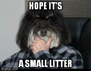 HOPE IT'S A SMALL LITTER | made w/ Imgflip meme maker