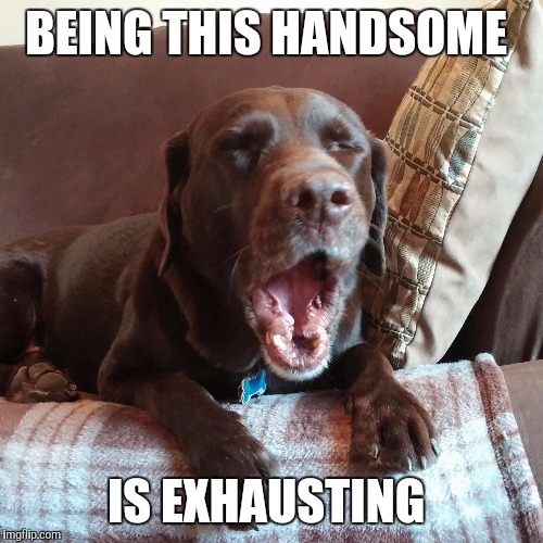BEING THIS HANDSOME IS EXHAUSTING | image tagged in chuckie yawn | made w/ Imgflip meme maker