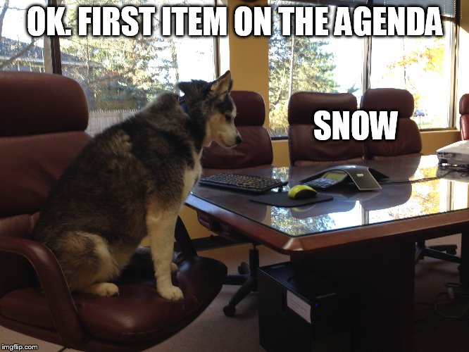 husky conference call | OK. FIRST ITEM ON THE AGENDA SNOW | image tagged in siberian,husky,conference,call,snow,agenda | made w/ Imgflip meme maker