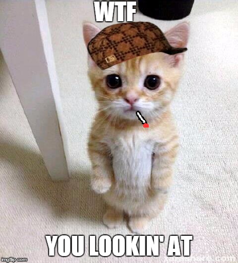 Cute Cat Meme | WTF YOU LOOKIN' AT | image tagged in memes,cute cat,scumbag | made w/ Imgflip meme maker