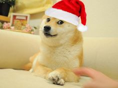 High Quality Christmas Doge Blank Meme Template