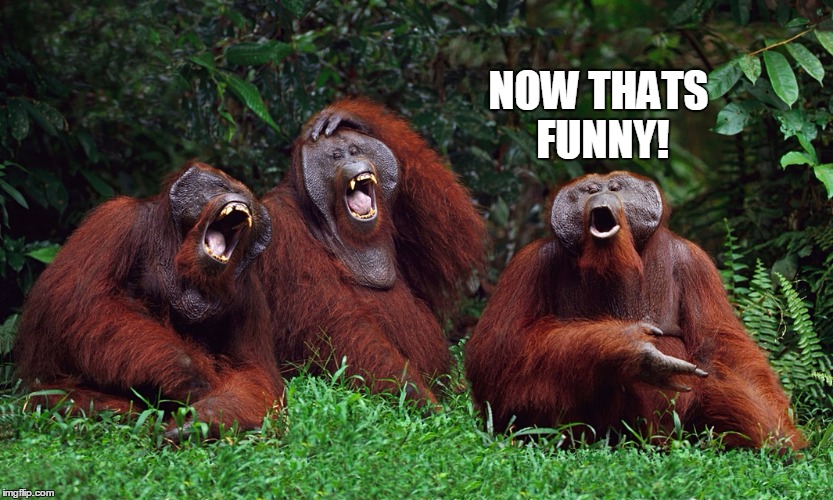 laughing orangutans | NOW THATS FUNNY! | image tagged in laughing orangutans | made w/ Imgflip meme maker