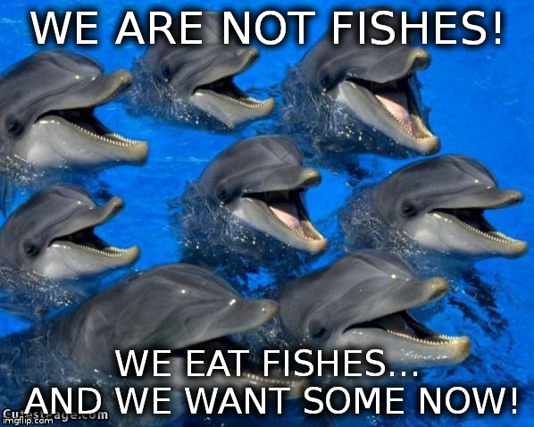 dolphins | WE ARE NOT FISHES! WE EAT FISHES... AND WE WANT SOME NOW! | image tagged in dolphins | made w/ Imgflip meme maker