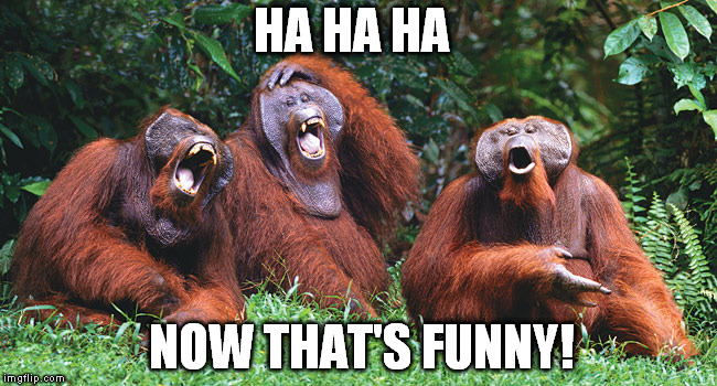Laughing Orangutans | HA HA HA NOW THAT'S FUNNY! | image tagged in laughing orangutans | made w/ Imgflip meme maker