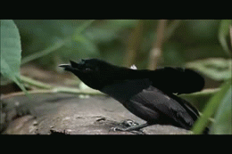 The Bird of Paradise's Courtship Dance | image tagged in gifs | made w/ Imgflip video-to-gif maker