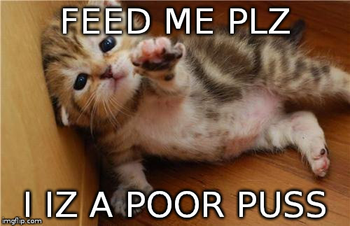 Help Me Kitten | FEED ME PLZ I IZ A POOR PUSS | image tagged in help me kitten | made w/ Imgflip meme maker