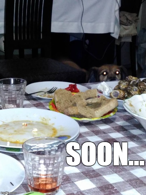 I think that my dog is kinda creepy.... | SOON... | image tagged in memes,dog,funny,soon | made w/ Imgflip meme maker