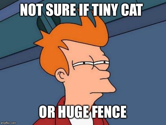 Futurama Fry Meme | NOT SURE IF TINY CAT OR HUGE FENCE | image tagged in memes,futurama fry | made w/ Imgflip meme maker