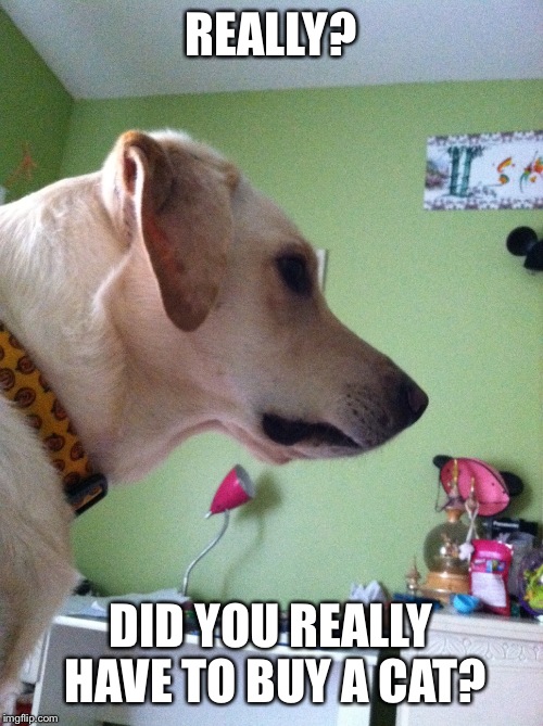 Really Dog | REALLY? DID YOU REALLY HAVE TO BUY A CAT? | image tagged in really dog,funny,dogs,yellow labs,really | made w/ Imgflip meme maker