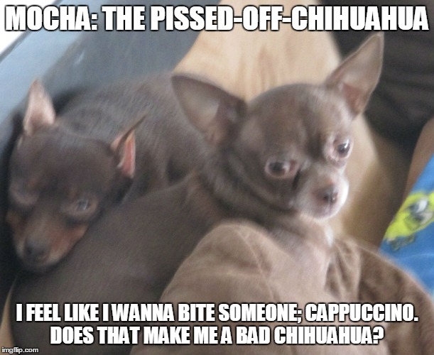 Mocha: The Pissed-Off-Chihuahua | MOCHA: THE PISSED-OFF-CHIHUAHUA I FEEL LIKE I WANNA BITE SOMEONE; CAPPUCCINO. DOES THAT MAKE ME A BAD CHIHUAHUA? | image tagged in funny,funny dogs,funny memes,funny chihuahua | made w/ Imgflip meme maker