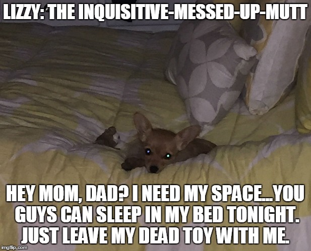 Lizzy: The Inquisitive-Messed-up-Mutt | LIZZY: THE INQUISITIVE-MESSED-UP-MUTT HEY MOM, DAD? I NEED MY SPACE...YOU GUYS CAN SLEEP IN MY BED TONIGHT. JUST LEAVE MY DEAD TOY WITH ME. | image tagged in funny,funny dogs,funny memes | made w/ Imgflip meme maker