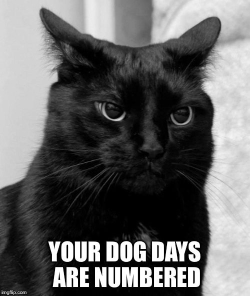 Pissed cat | YOUR DOG DAYS ARE NUMBERED | image tagged in pissed cat | made w/ Imgflip meme maker