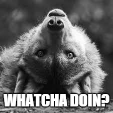 WHATCHA DOIN? | image tagged in memes | made w/ Imgflip meme maker