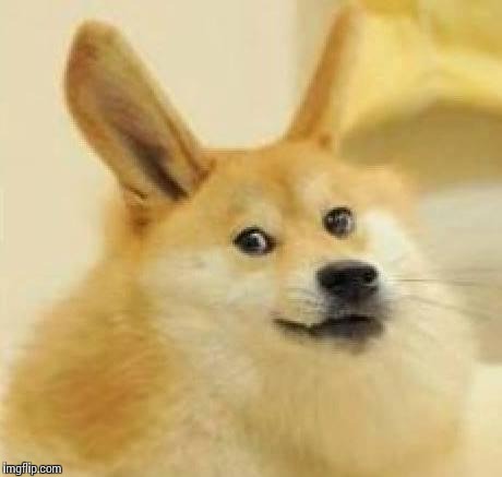 High Quality Doge Rabbit Blank Meme Template