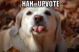 Dog Sticking Tongue Out | HAH...UPVOTE | image tagged in dog sticking tongue out | made w/ Imgflip meme maker