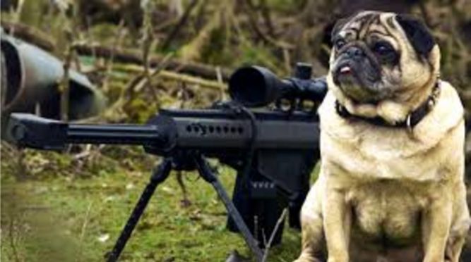 High Quality sniper pug Blank Meme Template